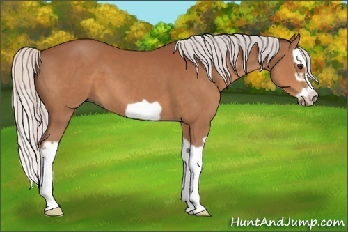 Horse Color:Silver Bay Splash Frame 