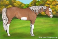 Horse Color:Silver Bay Splash Frame
