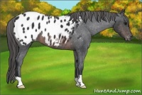 Horse Color:Brown Appaloosa 