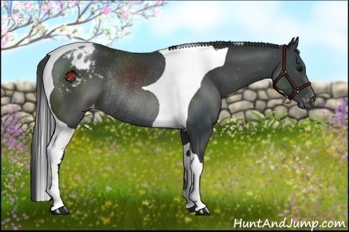 Horse Color:Black Tobiano Appaloosa Rabicano 