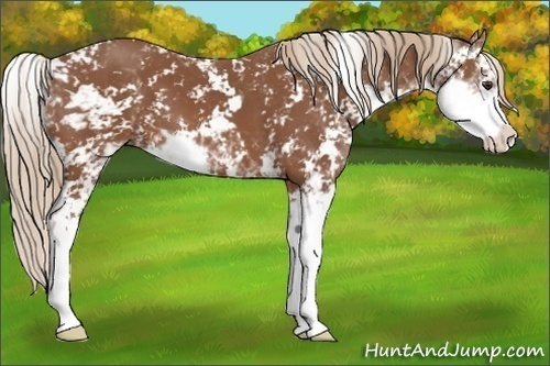 Horse Color:Chestnut Sabino