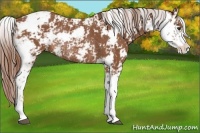 Horse Color:Chestnut Sabino Rabicano 
