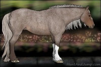 Horse Color:Silver Brown Roan