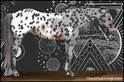 Horse Color:Brown Sabino Blanket Rabicano 