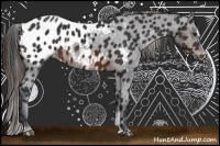 Horse Color:Brown Sabino Blanket Rabicano 