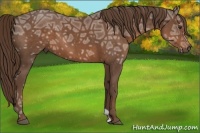Horse Color:Liver Chestnut Ice