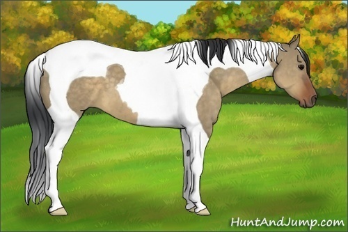 Horse Color:Brown Dun Tobiano