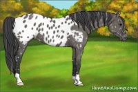 Horse Color:Grullo Appaloosa 