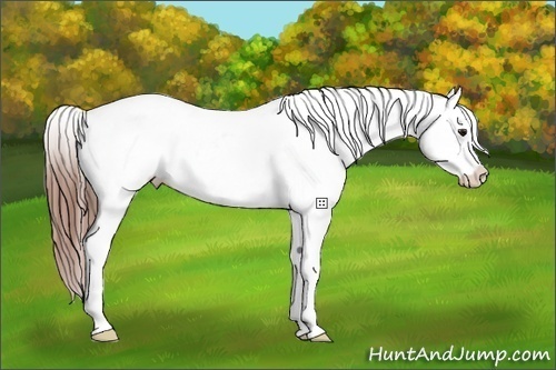 Horse Color:Classic Champagne Tobiano Blanket 