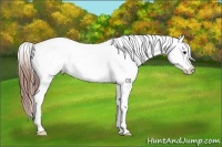 Horse Color:Classic Champagne Tobiano Blanket 