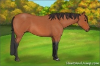 Horse Color:Bay Roan 