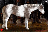 Horse Color:White Spotted Liver Chestnut 