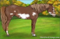 Horse Color:Chestnut Sabino Frame