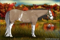 Horse Color:White Spotted Classic Champagne Splash