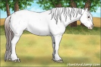 Horse Color:Brown Dun Sabino Appaloosa 