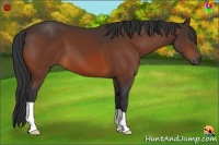 Horse Color:Bay Frame 