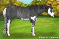 Horse Color:Smoky Black Splash Frame Rabicano