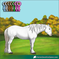 Horse Color:Black Mushroom Appaloosa