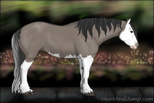 Horse Color:Grullo Splash 
