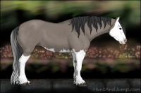 Horse Color:Grullo Splash 
