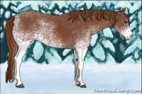 Horse Color:White Spotted Chestnut 