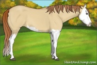 Horse Color:Red Dun Splash 