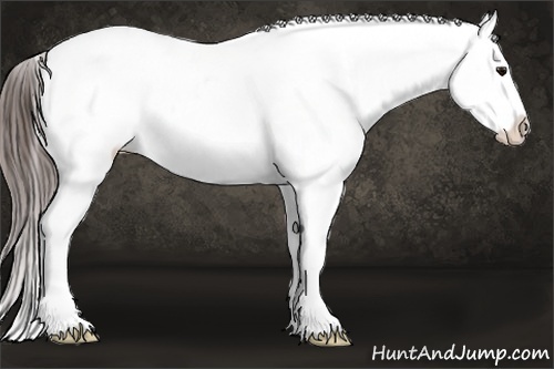Horse Color:White Spotted Bay Appaloosa 