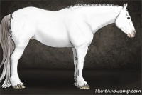 Horse Color:White Spotted Bay Appaloosa 