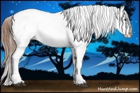 Horse Color:Chestnut Appaloosa 