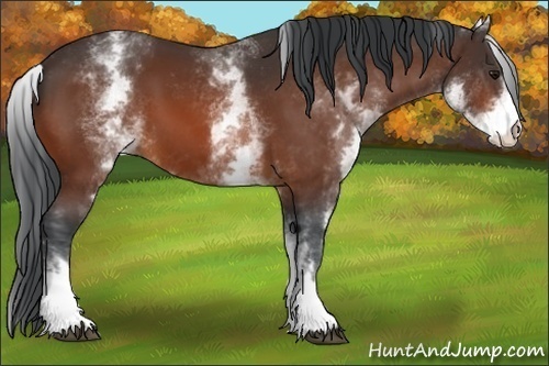 Horse Color:White Spotted Bay