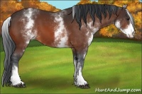 Horse Color:White Spotted Bay 