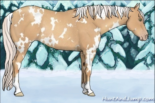 Horse Color:White Spotted Silver Amber Champagne Rabicano 