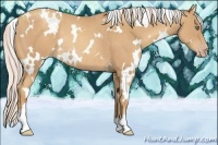 Horse Color:White Spotted Silver Amber Champagne Rabicano