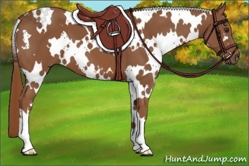 Horse Color:White Spotted Chestnut 