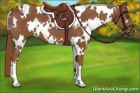 Horse Color:White Spotted Chestnut 