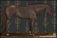 Horse Color:Liver Chestnut 
