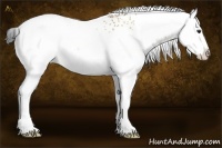 Horse Color:White Spotted Bay Dun Splash Rabicano