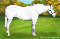 Horse Color:Cremello Ice Roan Tobiano Varnish 