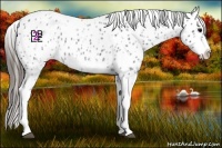 Horse Color:White Spotted Blue Roan Splash Frame Appaloosa