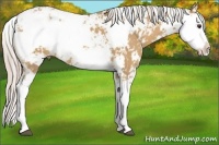 Horse Color:Palomino Sabino 