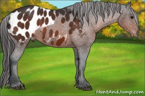 Horse Color:Bay Sabino Appaloosa