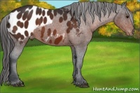 Horse Color:Bay Sabino Appaloosa