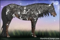 Horse Color:White Spotted Liver Chestnut Ice 