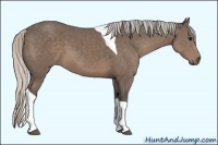 Horse Color:Silver Black Sabino Tobiano