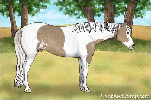 Horse Color:Silver Grullo Sabino Splash Tobiano 