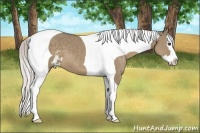 Horse Color:Silver Grullo Sabino Splash Tobiano 