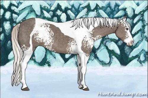 Horse Color:White Spotted Silver Black Splash Tobiano 
