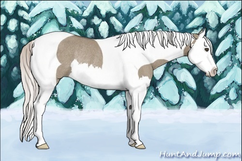 Horse Color:Silver Grullo Splash Tobiano Rabicano
