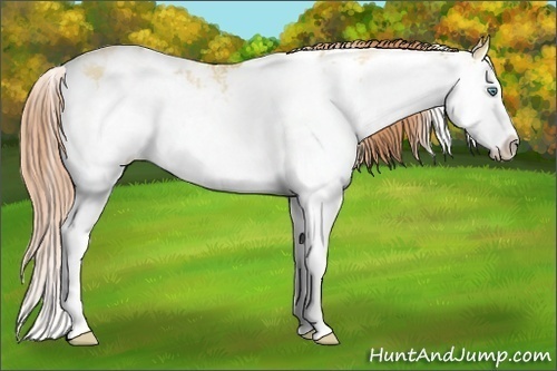 Horse Color:Classic Champagne Pearl Dun Sabino Splash 