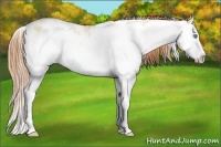 Horse Color:Classic Champagne Pearl Dun Sabino Splash 
